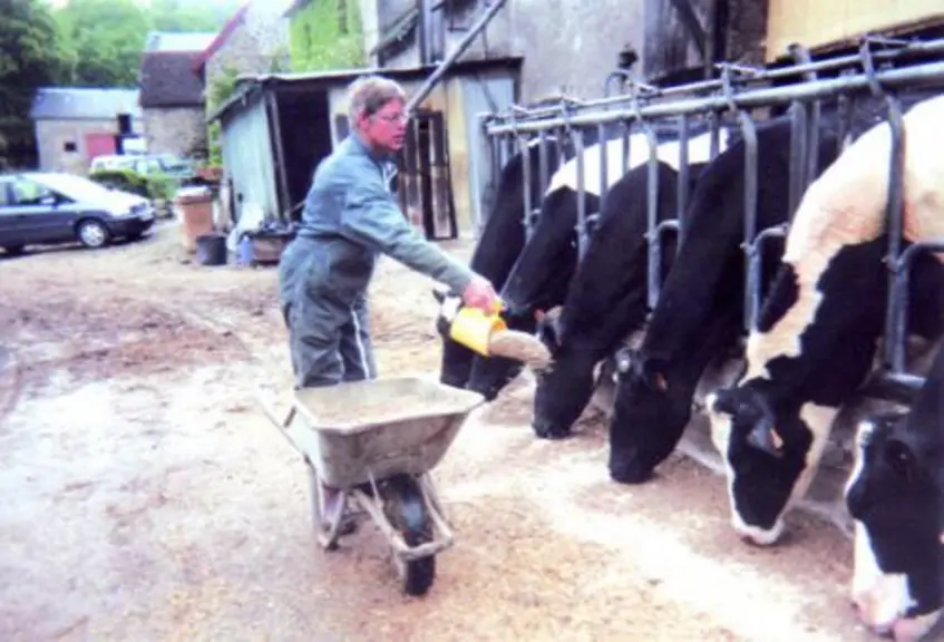 Le repas des vaches.