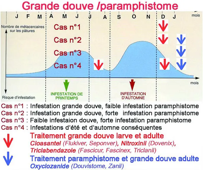 La stratégie de traitement prend en compte :
- Le cycle du parasite, les pics d’infestation et leurs niveaux ;
- Les risques zootechnique et cliniqu