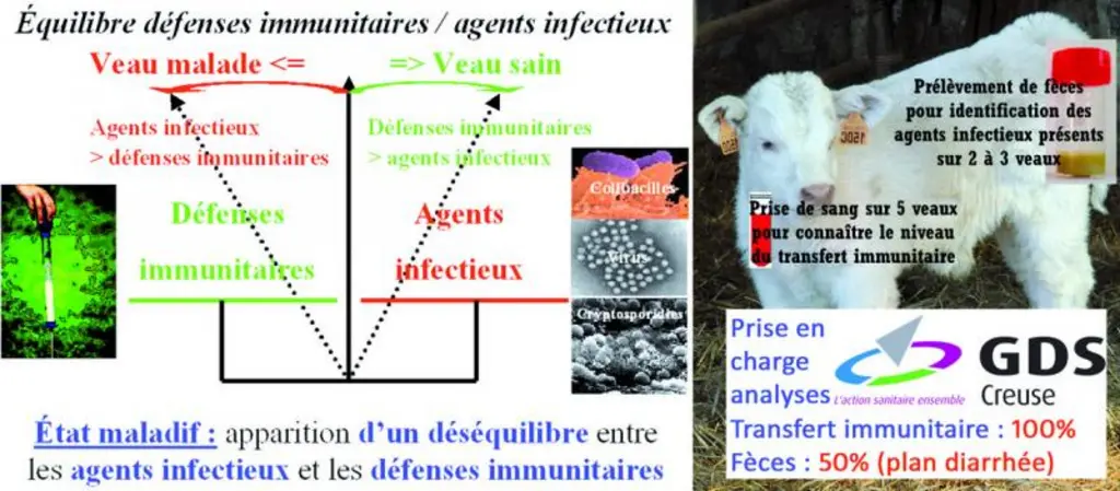 L’avenir du veau se joue dans les heures suivant sa naissance. Dans l’utérus, le fœtus se trouve sous haute protection. A la naissance, un envahisseme