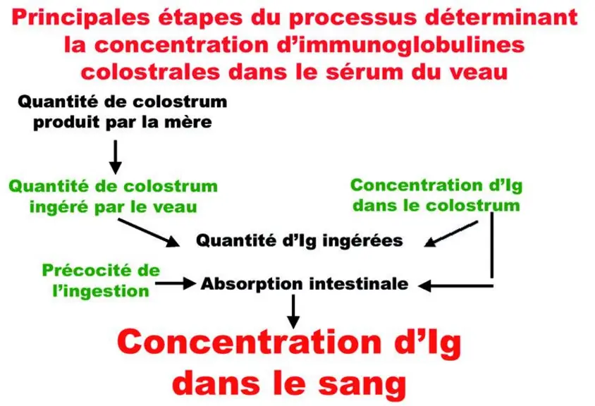 L’objectif à atteindre en matière de transfert immunitaire au veau : lui faire ingérer plus de 200 g d’anticorps au cours des 24 1ères heures dont env