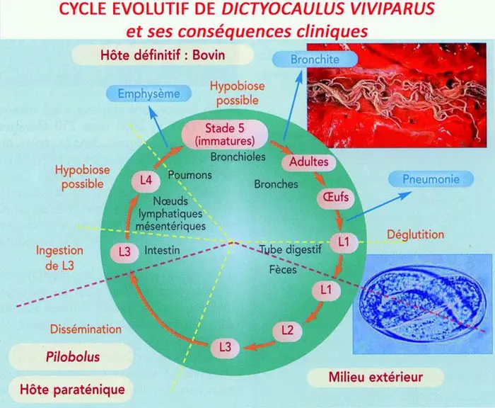 La phase extérieure du cycle est rapide, il faut de 4 à 7 jours, en fonction des conditions de température et d'humidité, pour passer du stade L1 au s