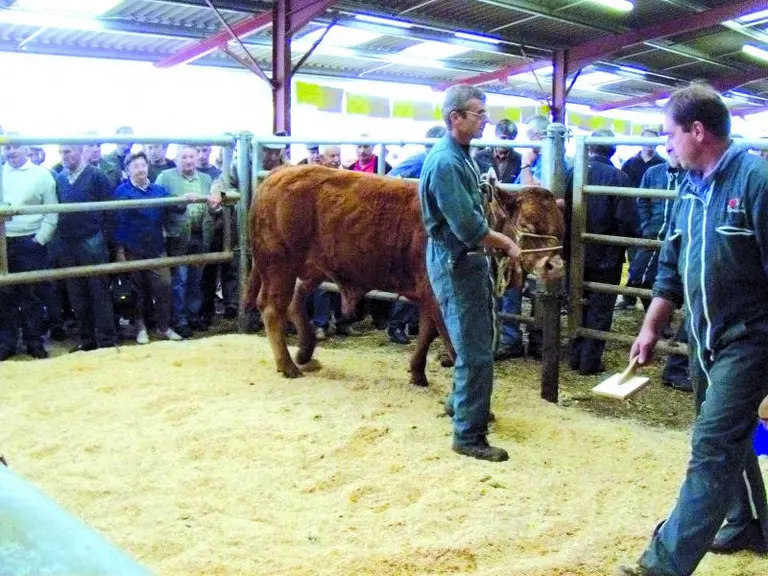Tout au long de la vente de la vingtaine des veaux à haut potentiel génétique, les acheteurs furent attentifs à la présentation des animaux.