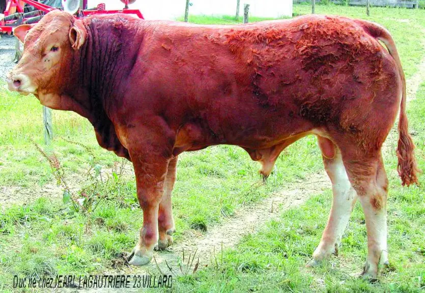 Duc, un taureau né le 13 septembre 2008 chez l'EARL Lagautrière à Villard (23), a été vendu 3 502 euros, la plus forte somme de la vente, à un éleveur