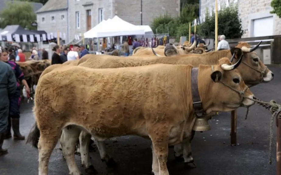 Samedi 3 septembre, la fête de l'Aubrac a soufflé sa cinquième bougie. L'occasion de revenir sur une fête qui lance les concours agricoles de septembr