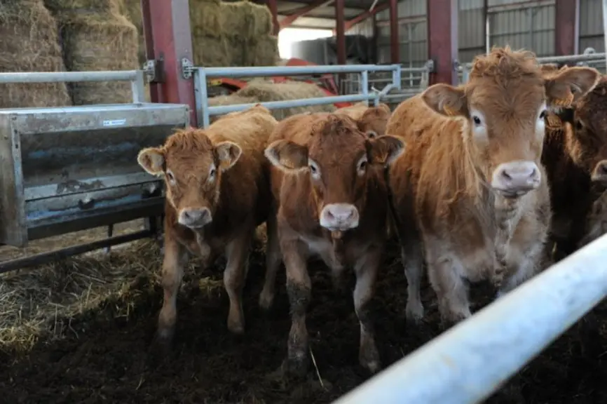 Ces trois veaux seront présents au Concours Inter-régional Limousin les 26 et 27 octobre à Aumont-Aubrac.