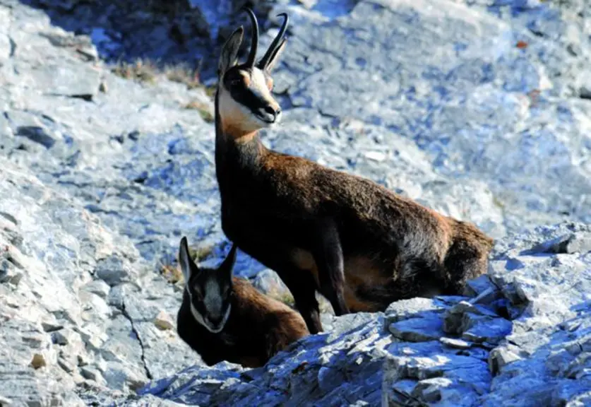 Chamois
