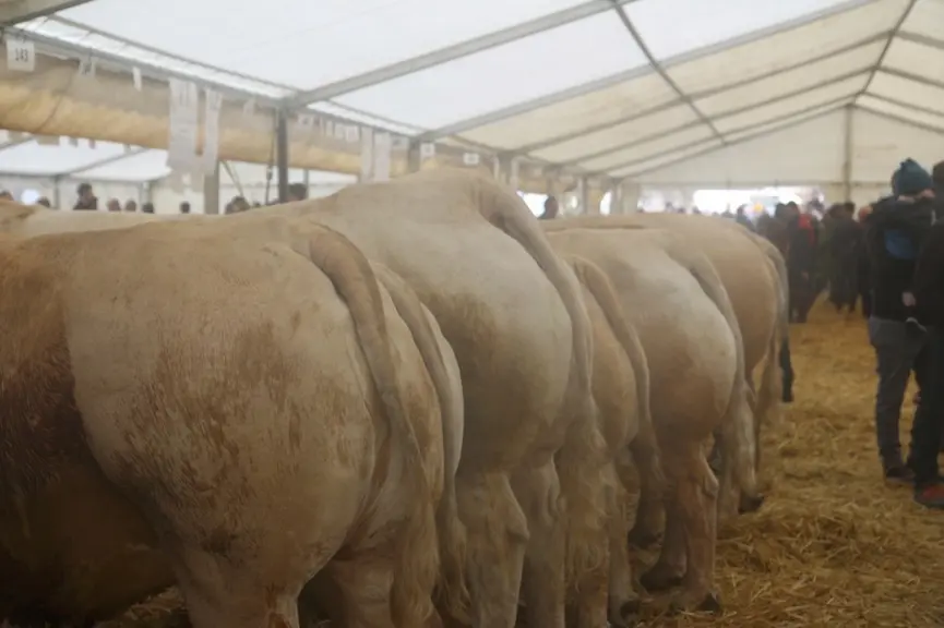 Des culs de vaches alignés lors de la foire de Langogne.