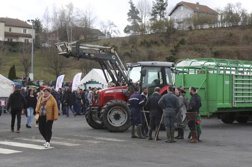 Des Aubrac en présentation lors de la foire grasse de Langogne.