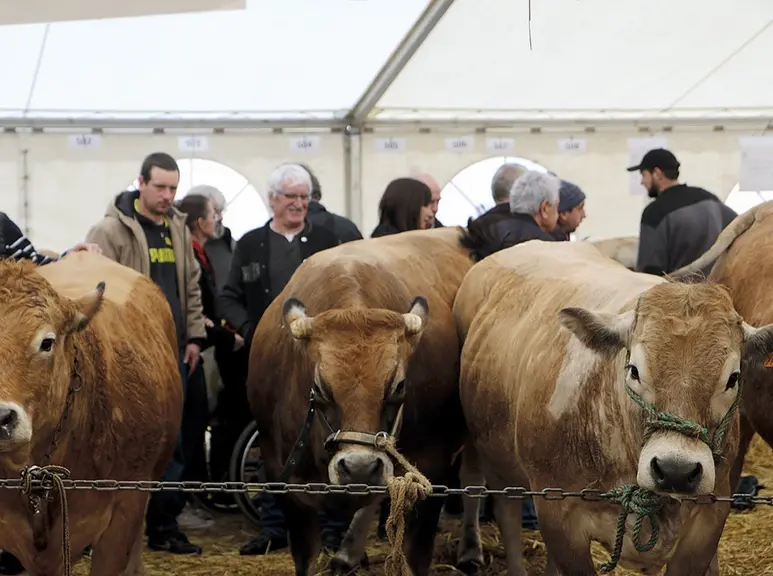 Le jury attribue les notes aux meilleurs sujets.