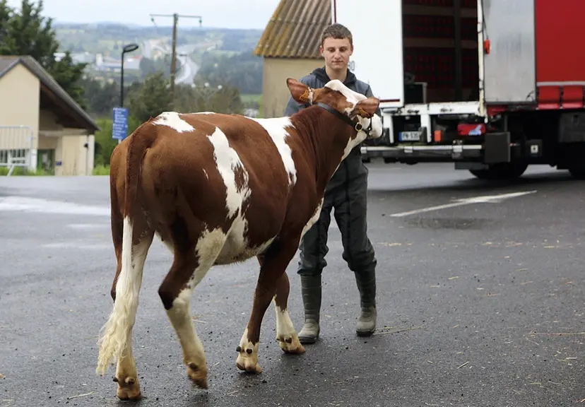 Le concours des jeunes meneurs au lycée agricole de Saint-Chély-d'Apcher.