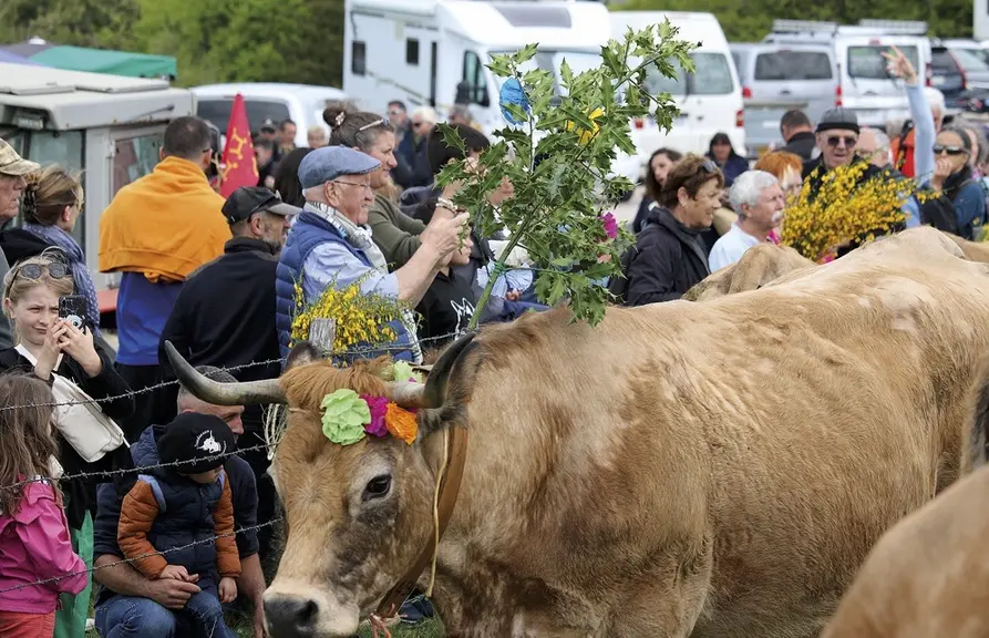 La fête de la transhumance au col de Bonnecombe pour célébrer les Aubrac