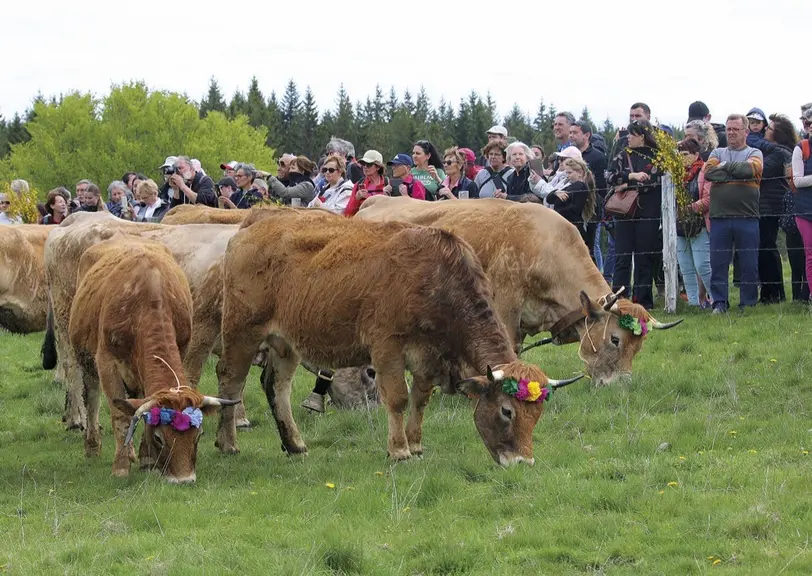 La fête de la transhumance au col de Bonnecombe pour célébrer les Aubrac