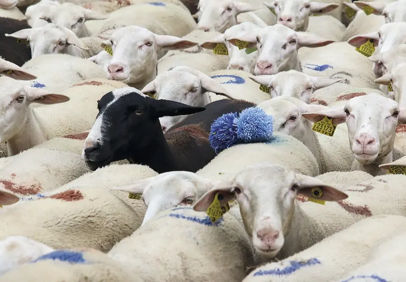 Les brebis transhumantes passent sur le mont Lozère, accompagnées de leurs éleveurs