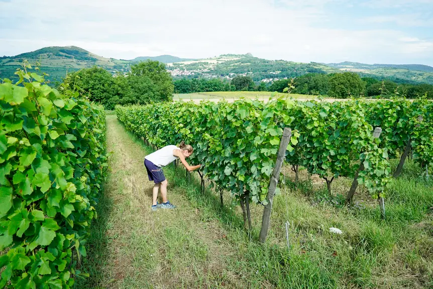 une femme dans des vignes