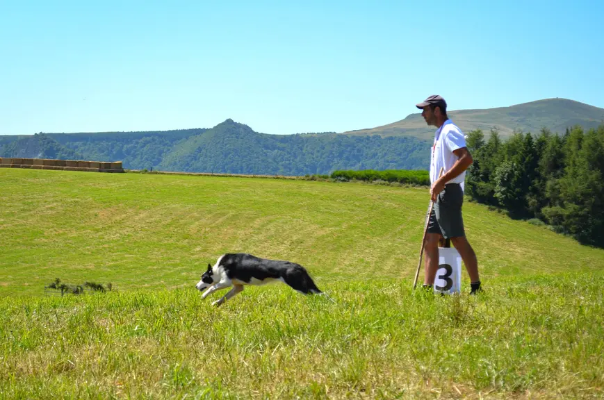 Un homme avec un border colline dans une prairie vallonnée