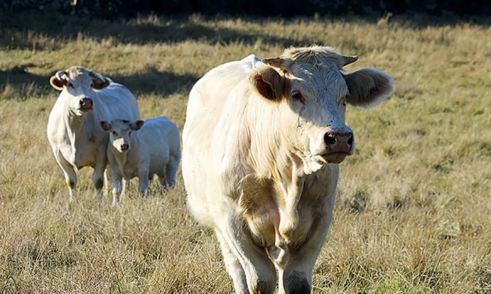 Les charolaises se préparent pour Qualiviande