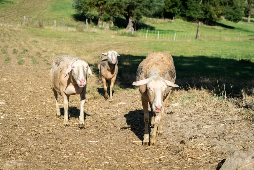 trois brebis malades