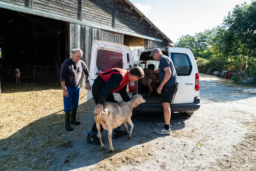 trois éleveurs poussent une brebis à l'arrière d'un fourgon