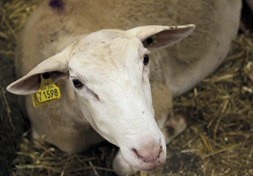Le concours Qualiviande qui a eu lieu à la grande halle d'Aumont-Aubrac