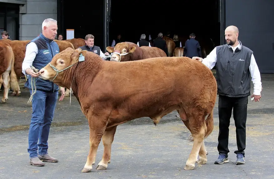 Unisson, un veau limousin prometteur.