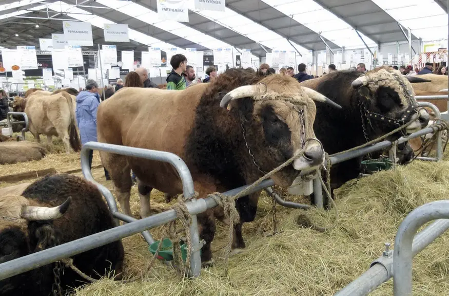 Les animaux dans les halls du Sommet de l'élevage