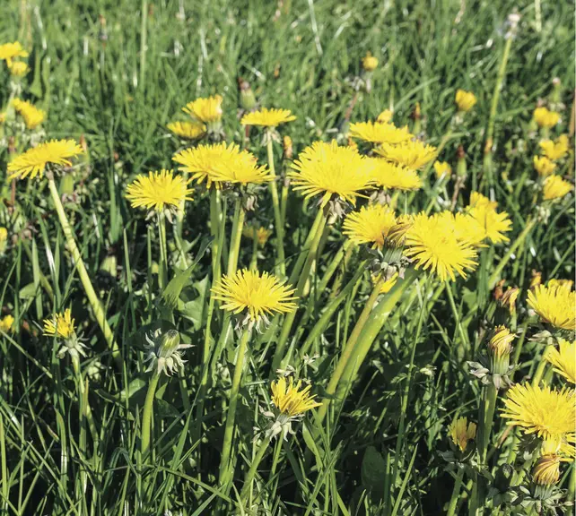 pissenlits en fleur