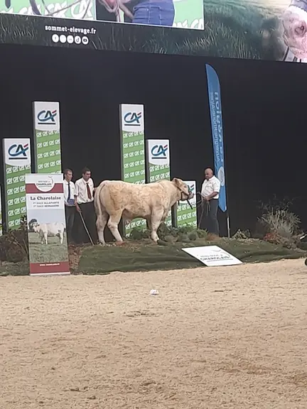 Tropic P du Gaec Chambon-Paulet a remporté un premier prix de la section Taureau Charolais à forte aptitude bouchère nés du 1er août 2022 au 31 juille