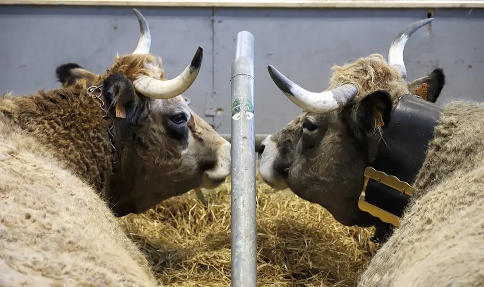 Deux vaches Aubrac se regardent lors du SIA