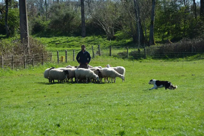 Démonstration de chien de troupeau.