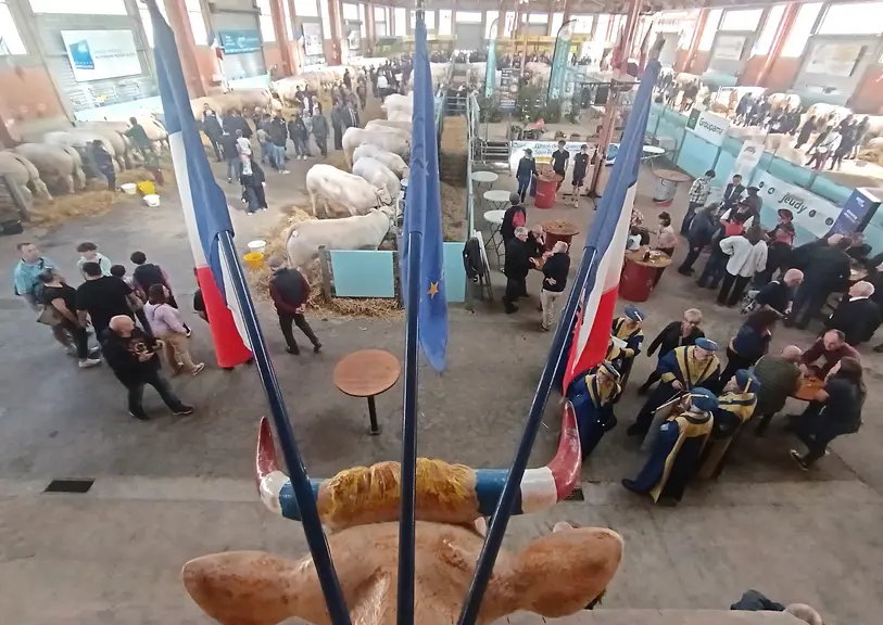 la foule vue d'en haut derrière une statue de vache et des drapeaux