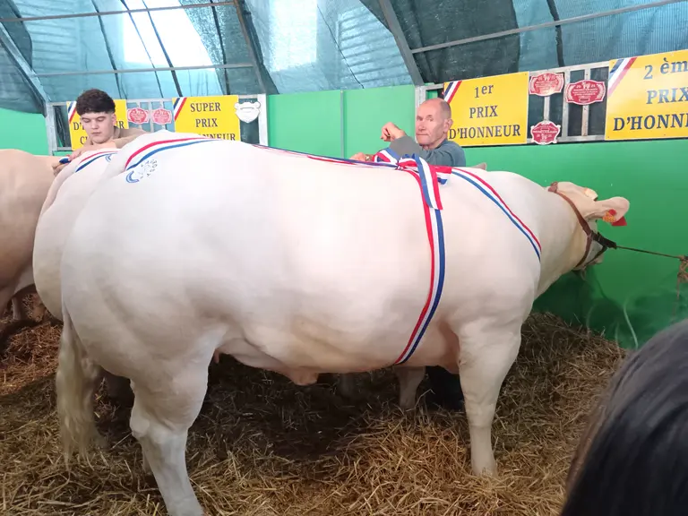 vache vue de profil avec son éleveur