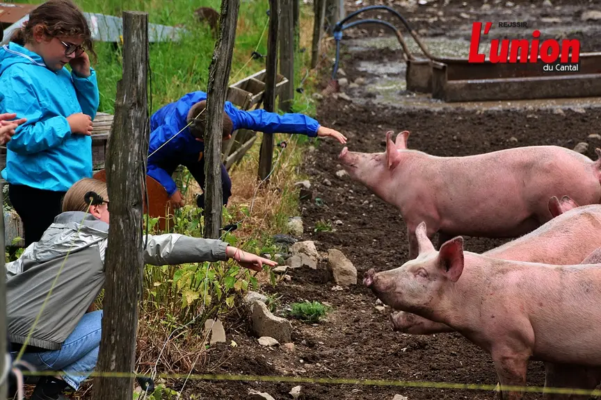 Des enfants nourrissent des cochons dans le Cantal