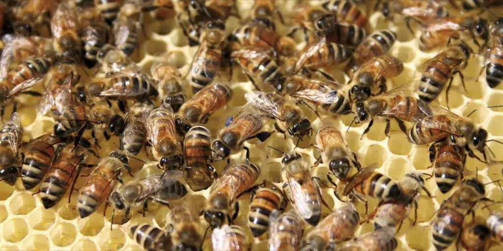 Les abeilles dans leur ruche