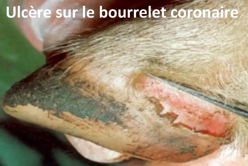 Ils bavent, ils boitent, et si c’était la fièvre aphteuse ?Une salivation importante et des boiteries sur des porcs ou des ruminants doit alerter l’él