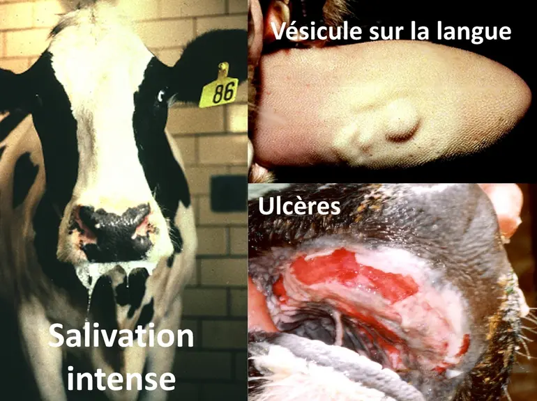 Ils bavent, ils boitent, et si c’était la fièvre aphteuse ?Une salivation importante et des boiteries sur des porcs ou des ruminants doit alerter l’él