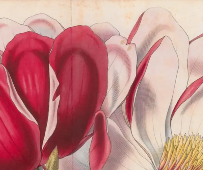 Le Magnolia, Magnolia campbelli, Flore des serres et jardins d'Europe, tome XII (1857).