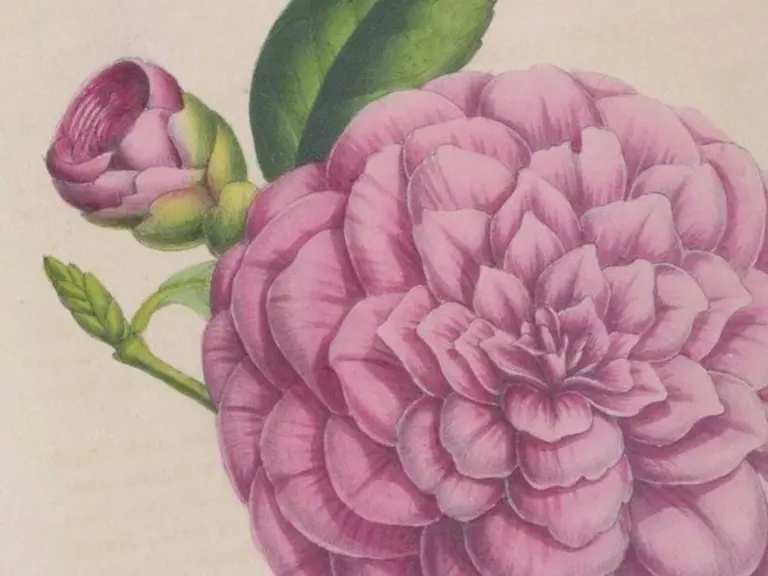 La Rose Chalmer’s perfecta, Flore des serres et des jardins d’Europe, tome II (1846).