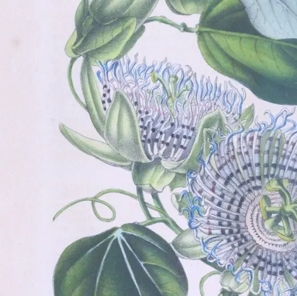 La Passiflore, Passoflora Actinia, Flore des serres et des jardins d’Europe, tome II (1846).