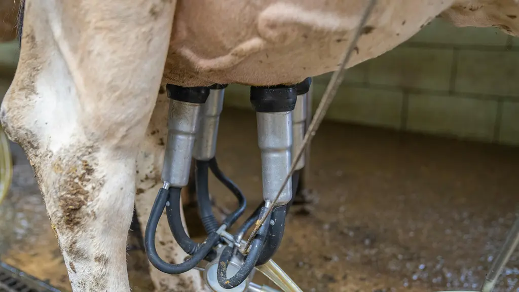 Pis de vache qui se fait traire