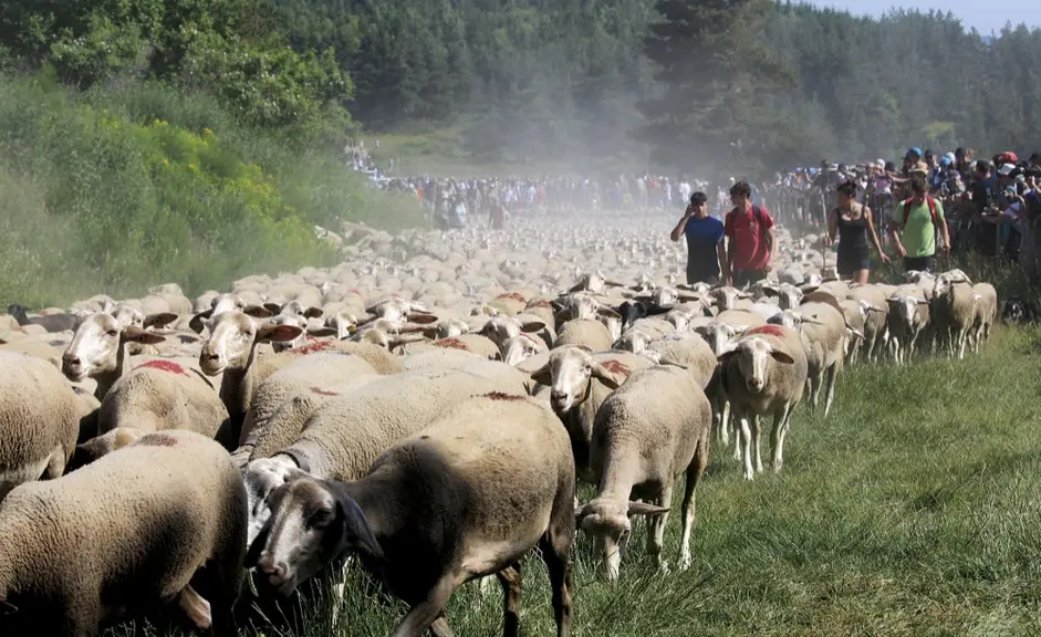 Des brebis en transhumance