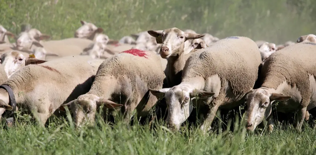Des brebis en transhumance