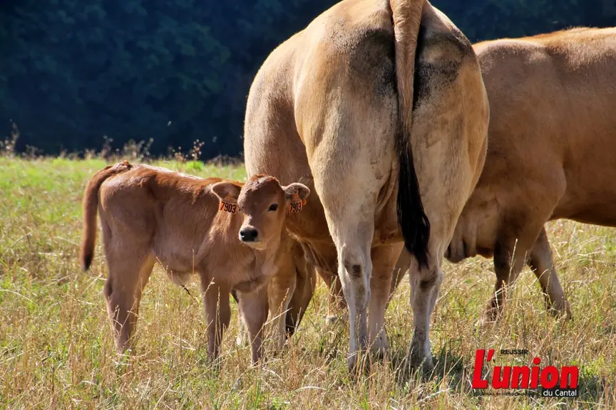 veaux aubrac à proximité de leur mère. 