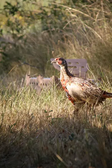 lâché de faisans sauvage