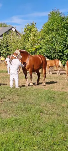 Le  prix de Championne adulte 2025 revient à Kalinka des Fruitières de Pascal Boncompain d’Yssingeaux.
