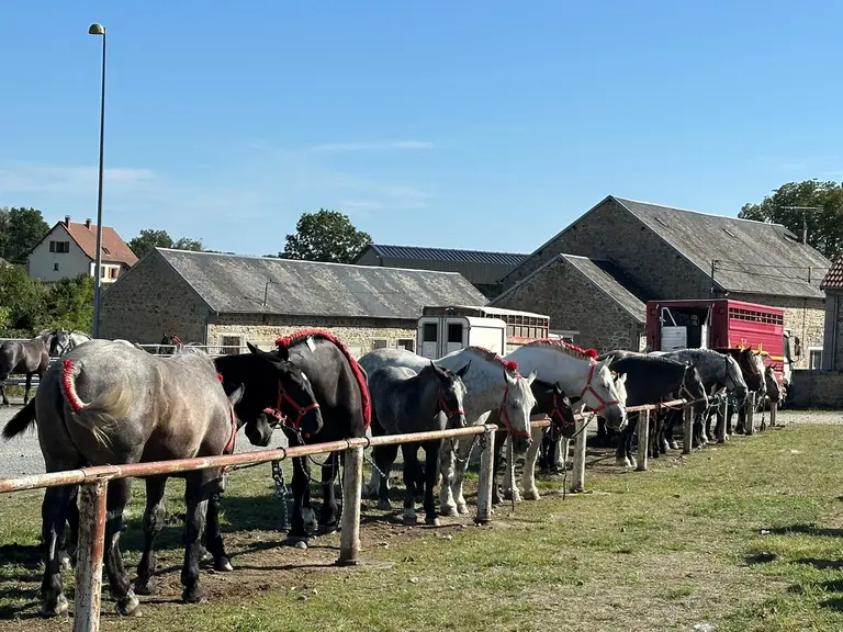 chevaux à l'attache