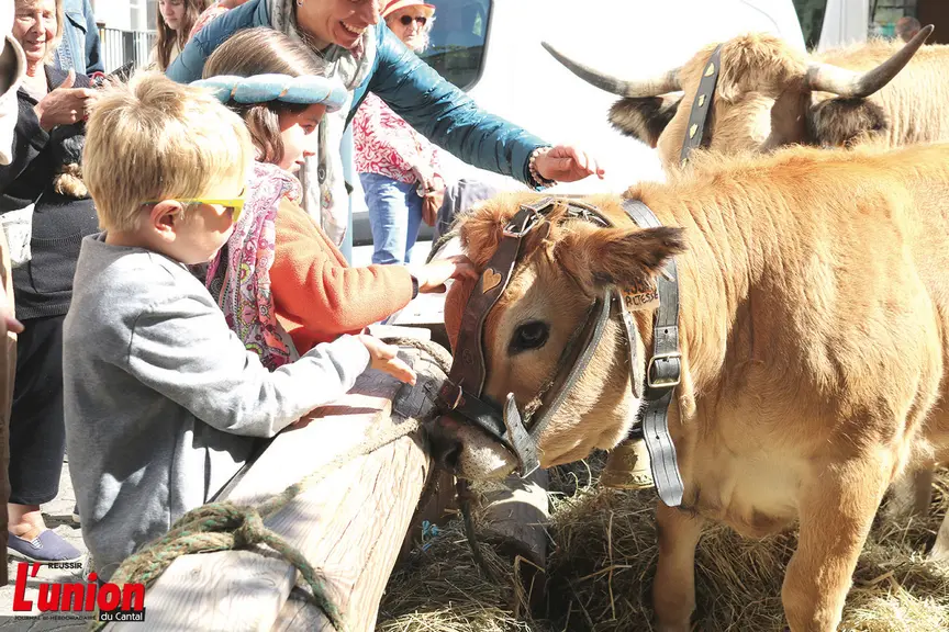Un enfant qui caresse un veau aubrac