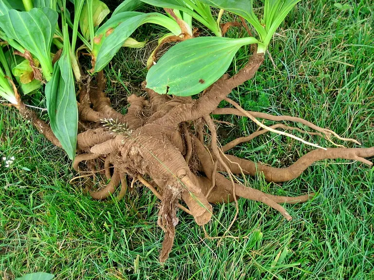 racines de gentiane
