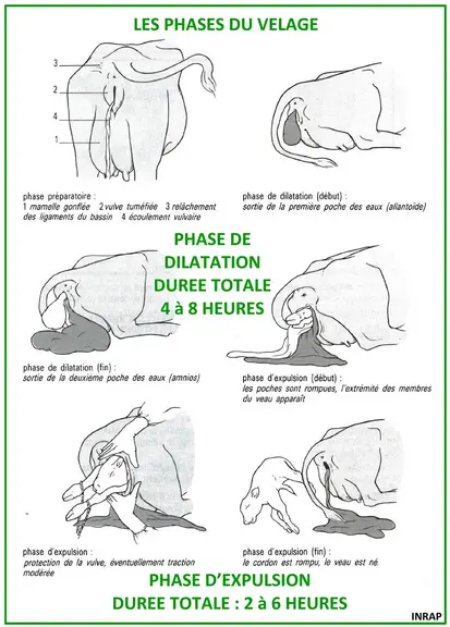 L'accouchement est de longue durée chez la vache, principalement chez les primipares et les sujets âgés. Si la vache présente des coliques depuis plus
