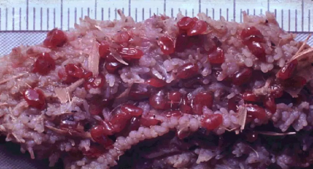Le cycle de ces parasites est comparable mais ils sont pourtant très différents. La grande douve est plate, en forme de lance et vit dans le foie, où