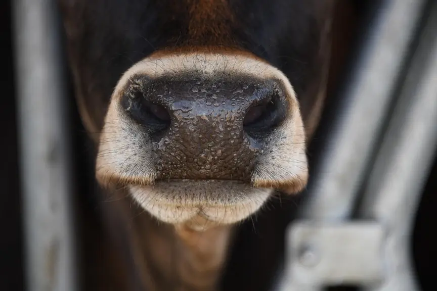 nez de vache